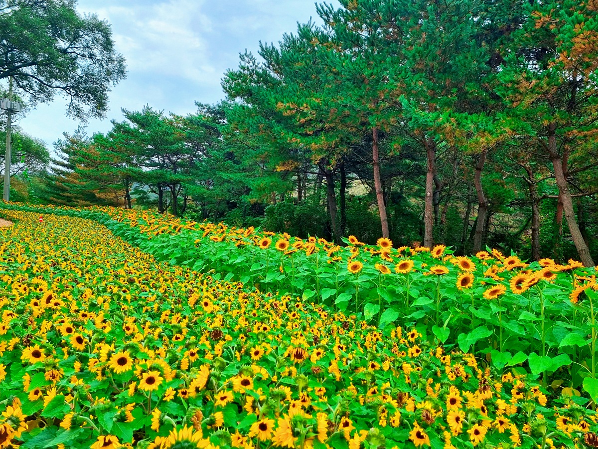 다시 찾아간 2024 인제 가을꽃축제: 국화&amp;#44; 야생화&amp;#44; 수변산책로&amp;#44; 숲 속 꽃길의 매력