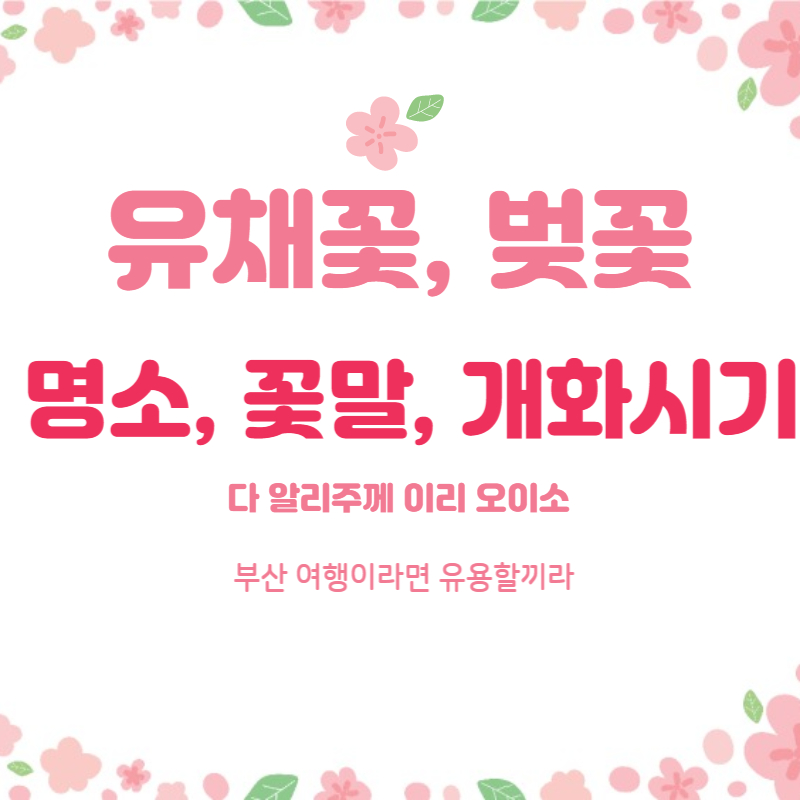 부산 유채꽃, 벚꽃 개화시기, 명소, 꽃말_ 숨은 명소까지 전부 소개합니다.