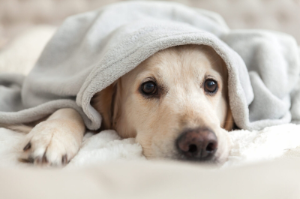 혼난후 시무룩한 표정의 강아지사진