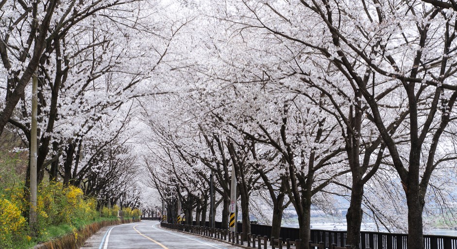 구례 벚꽃 축제