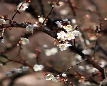 광양 매화축제_6