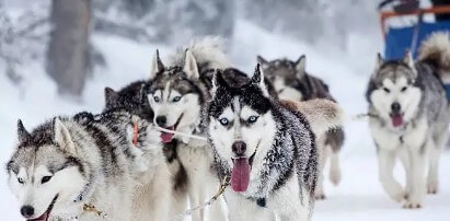 핀란드 허스키 썰매 체험 : 라플란드의 순수한 겨울 모험