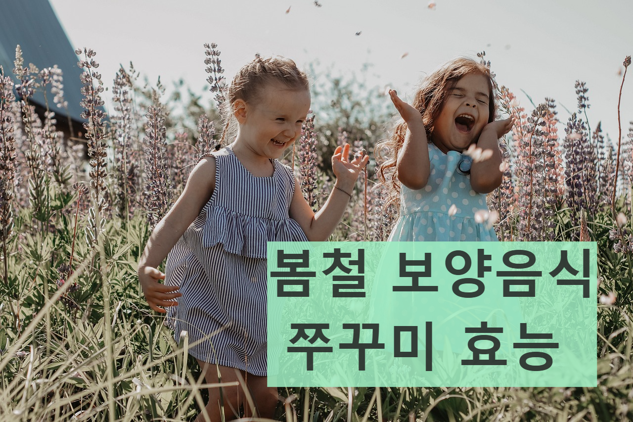 쭈꾸미 효능