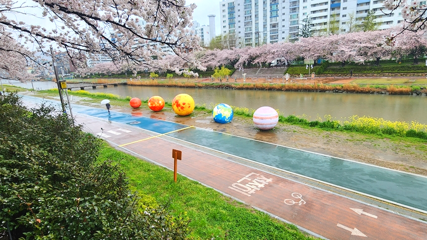 온천천 벚꽃