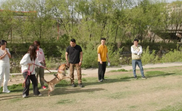 개훌륭 진돗개 이쁘니