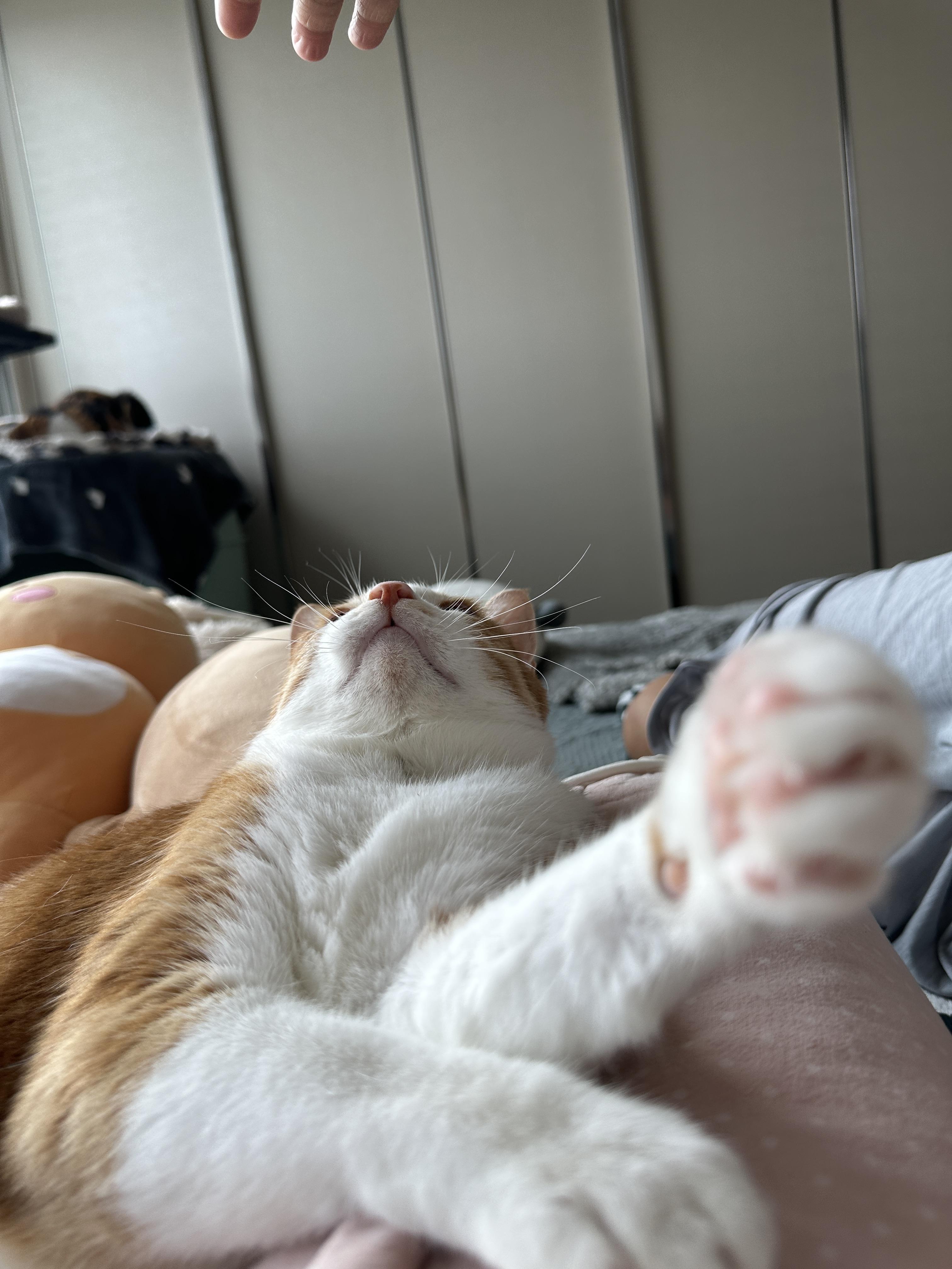 엄마_손에_집중하고_있는_호야_1