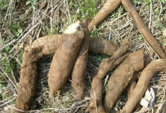 칡의 효능 부작용 섭취방법 칡효소 만드는법 총정리