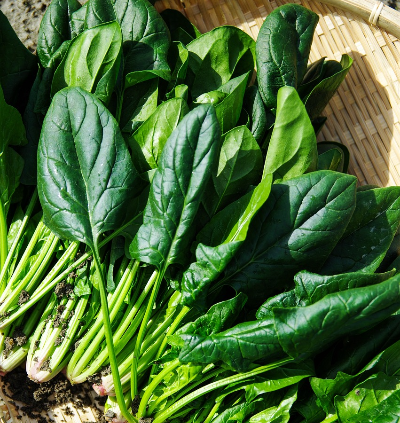 비타민 B군이 풍부한 시금치