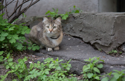 풀숲에 있는 고양이.