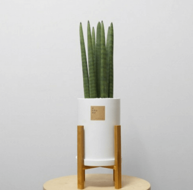 실내식물 5종 비교기: 키우기 쉬운 순서대로(스투키)