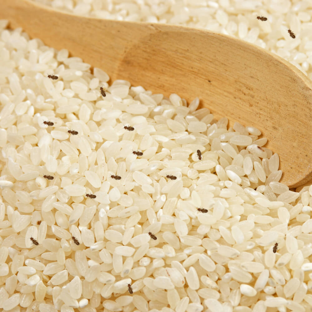 쌀독 먼지다듬이