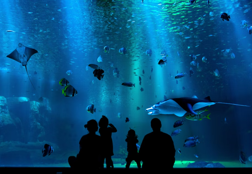 아쿠아리움