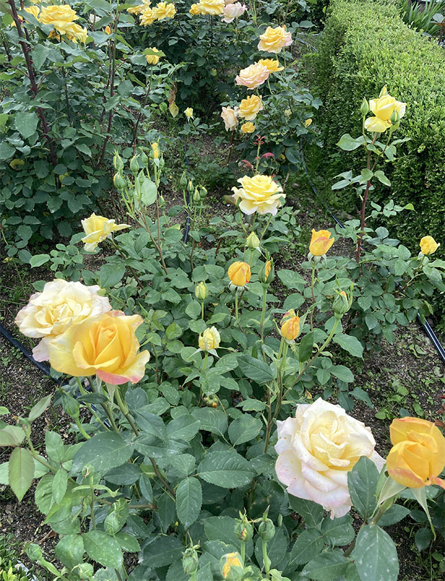 중랑 서울 장미 축제 - 5월 21일 현재 개화 상태