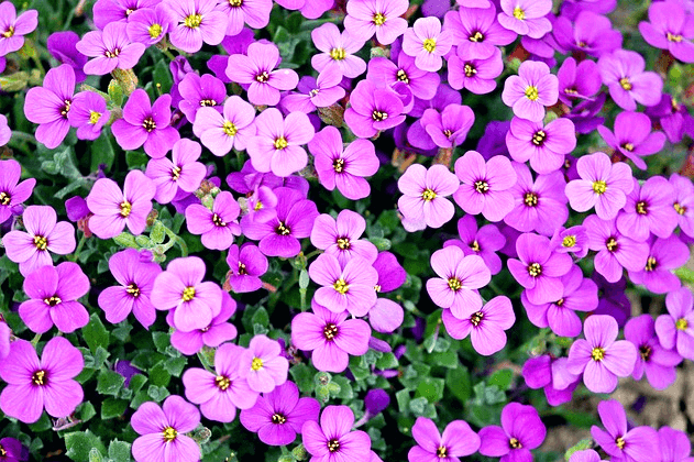 들판에 보라색 들꽃이 한가득 피어있다. 작고 네잎을 가진 들꽃이다.