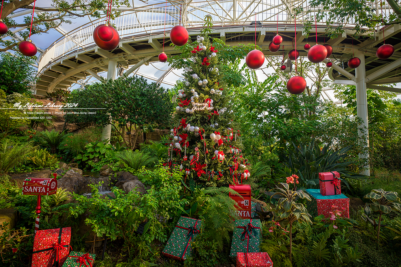 크리스마스 트리 순천만국가정원 식물원