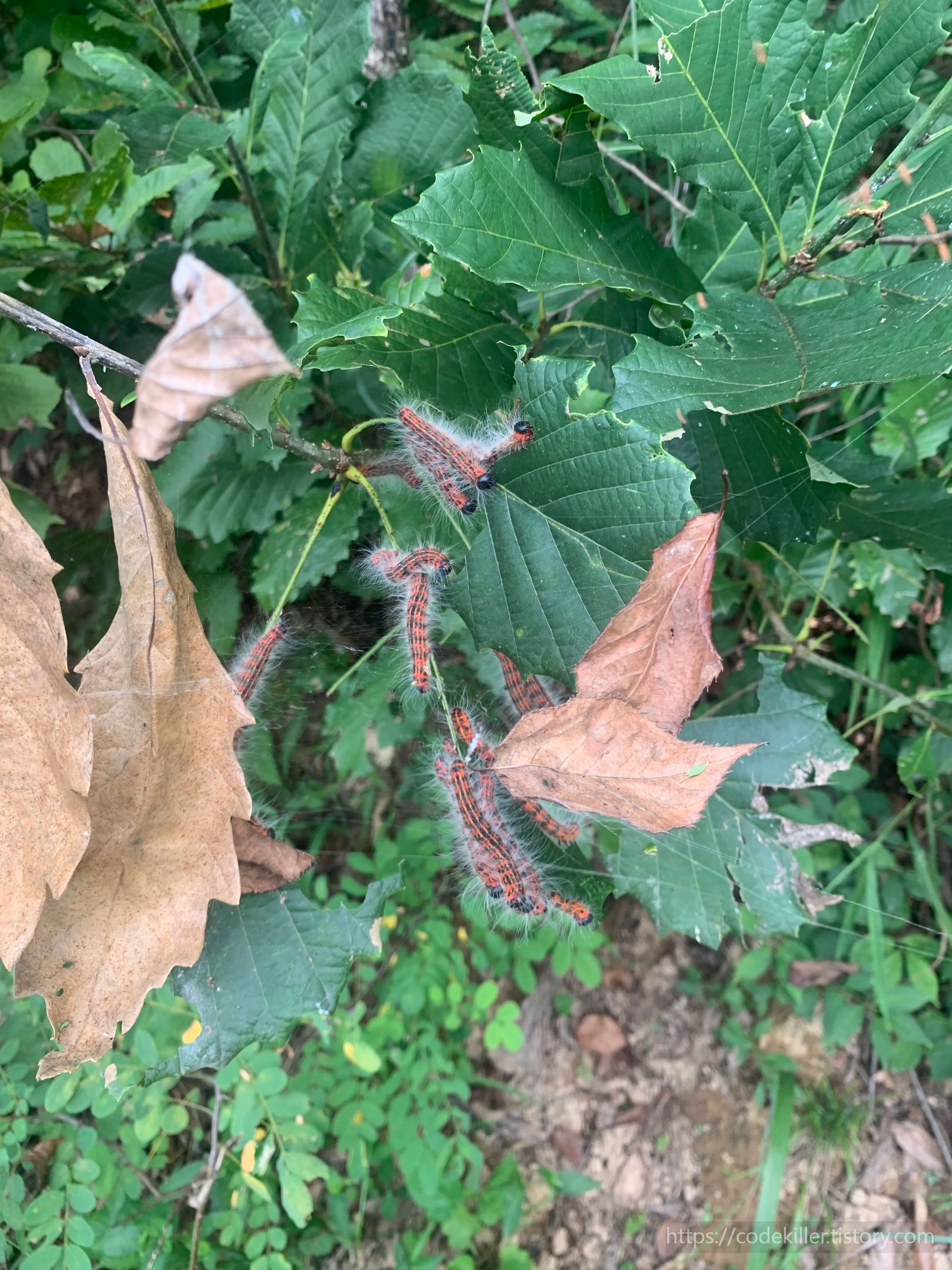 참나무재주나방