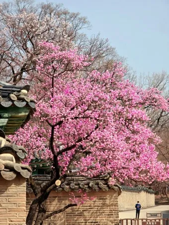 창덕궁 만첩홍매화 개화시기 명소_21