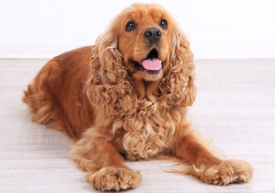 엎드려 앉은 잉글리쉬 코카 스파니엘.