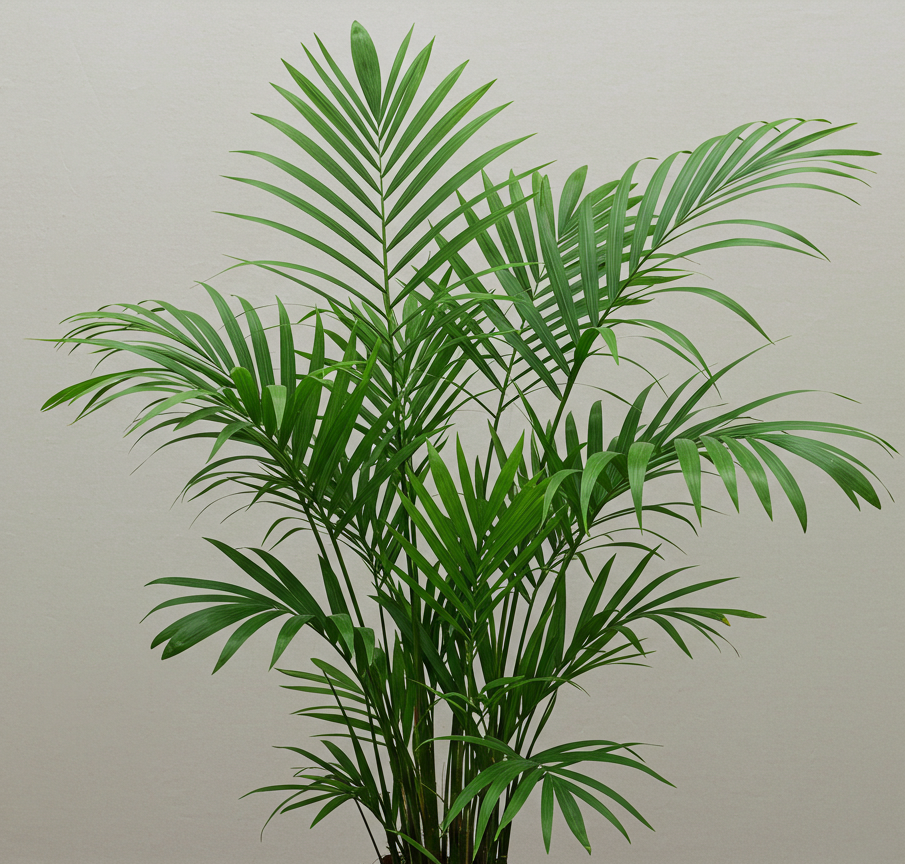 겐차 야자의 모습