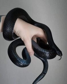 검은-뱀을-손에-돌돌말아-쥐고있는-모습