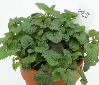 레몬밤 재배 반그늘 배치 화분 재배 잎 차로 활용_12