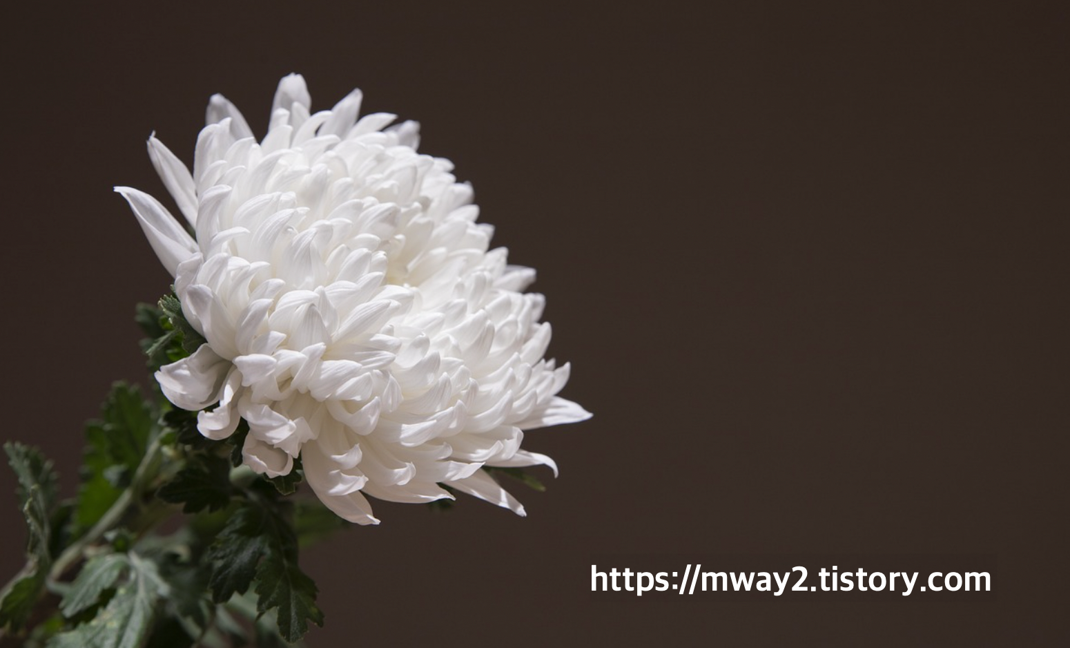 장례지도사-자격증