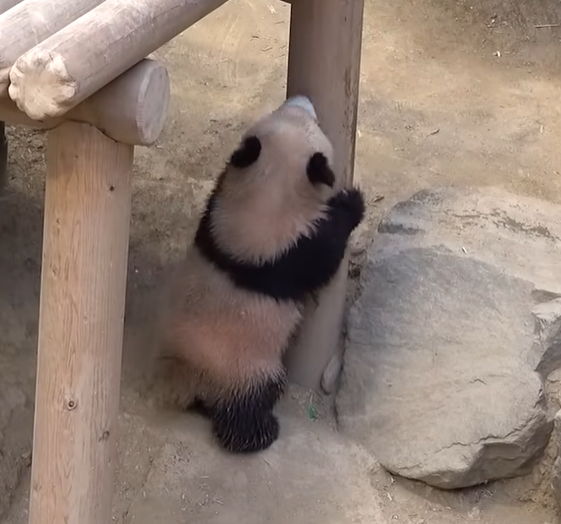 루이바오-후이바오-사진