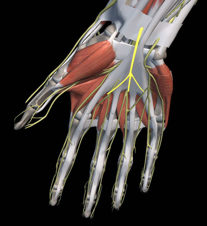 엄지 손가락 저림 증상 이유
