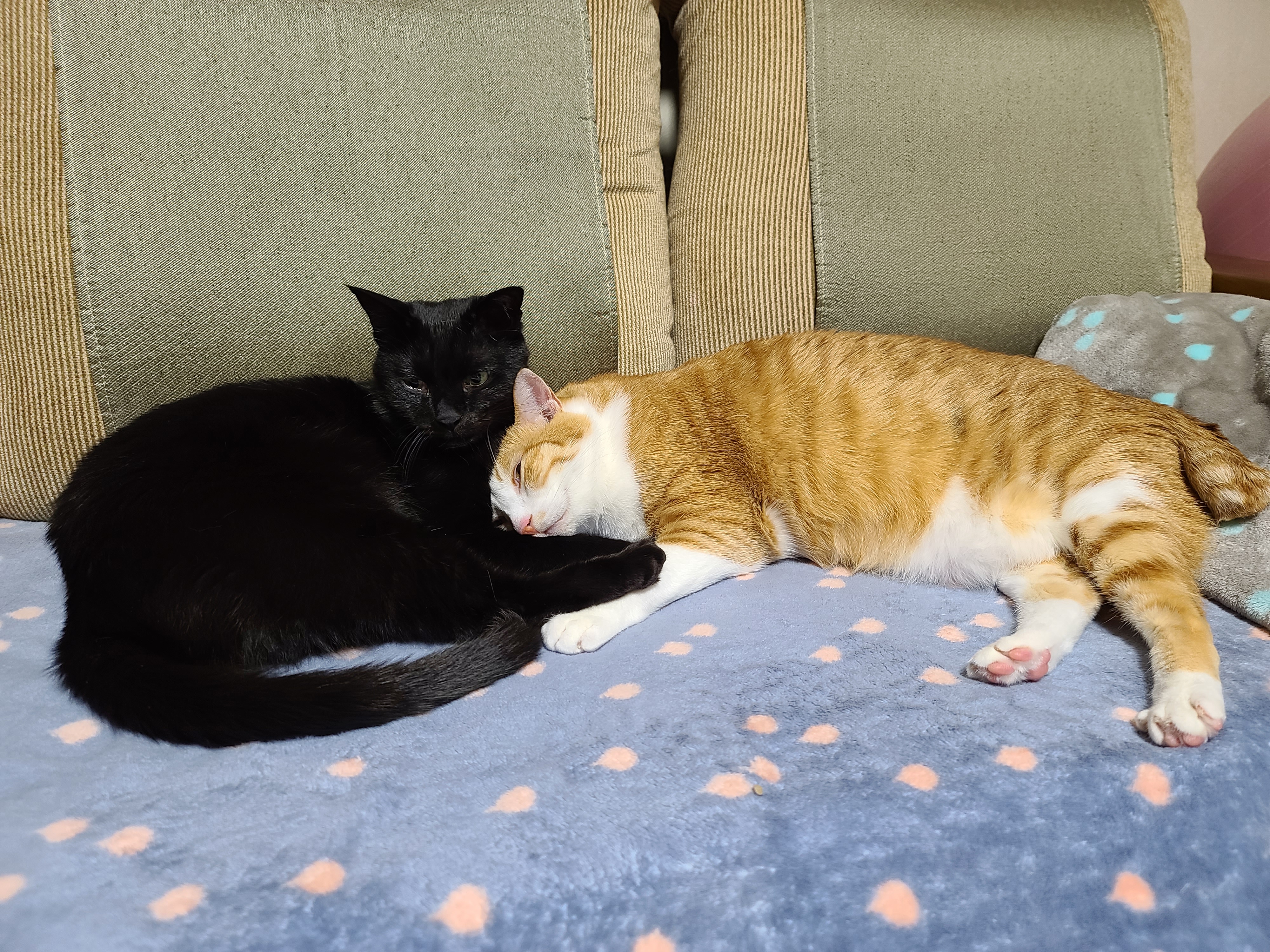 올블랙고양이 건이 골골송+꾹꾹이(feat.호야). 사이좋은 형제.