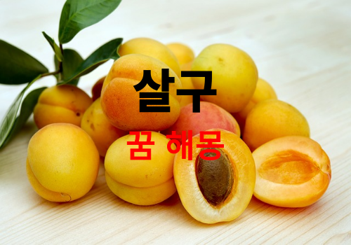 살구 먹는 꿈 해몽, 살구꿈 태몽, 살구 따는 꿈, 살구 사는 꿈 등 살구 관련 꿈해몽 정리 ( What does it mean if an apricot appears in a dream )