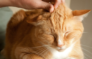 쓰다듬고 있는 고양이