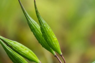 박주가리 효능과 먹는 방법과 부작용에 대해 알아봤습니다.