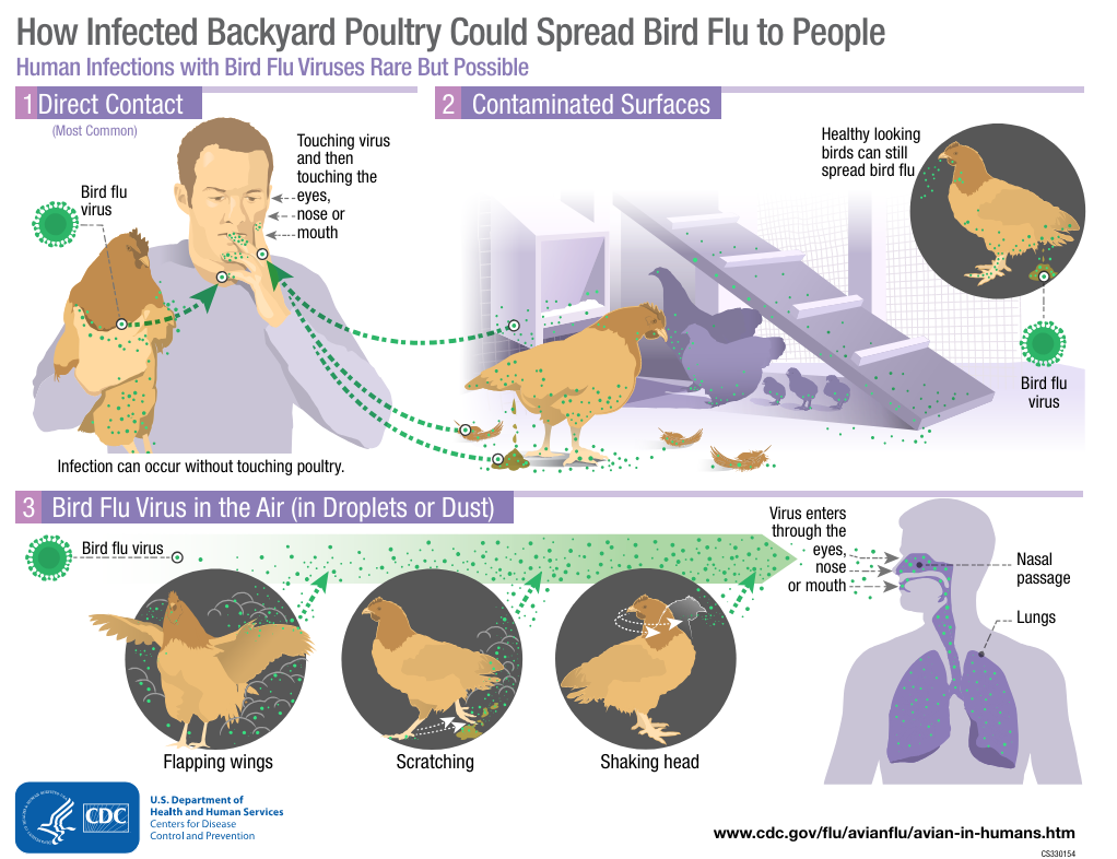 조류독감 인간 감염 경로