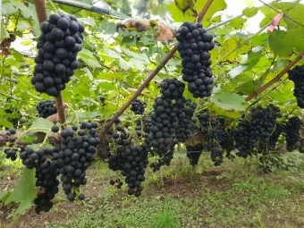 머루 재배 덩굴 유인 전정 관리 당도 올리기_8