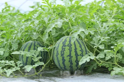 수박 재배 접목 선택 순 따기 당도 올리기_7