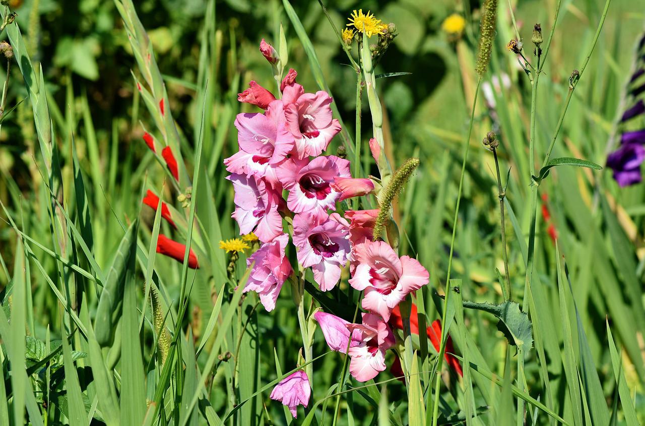 글라디올러스(gladiolus)