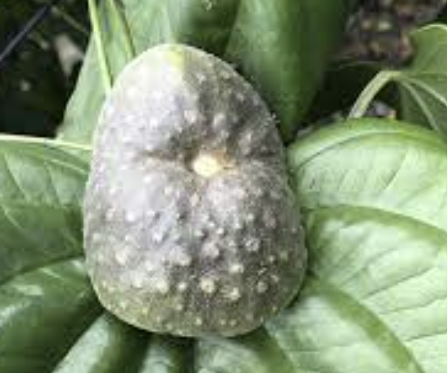 하늘마 효능 부작용 하늘마 먹는방법 보관방법 총정리 (최신)