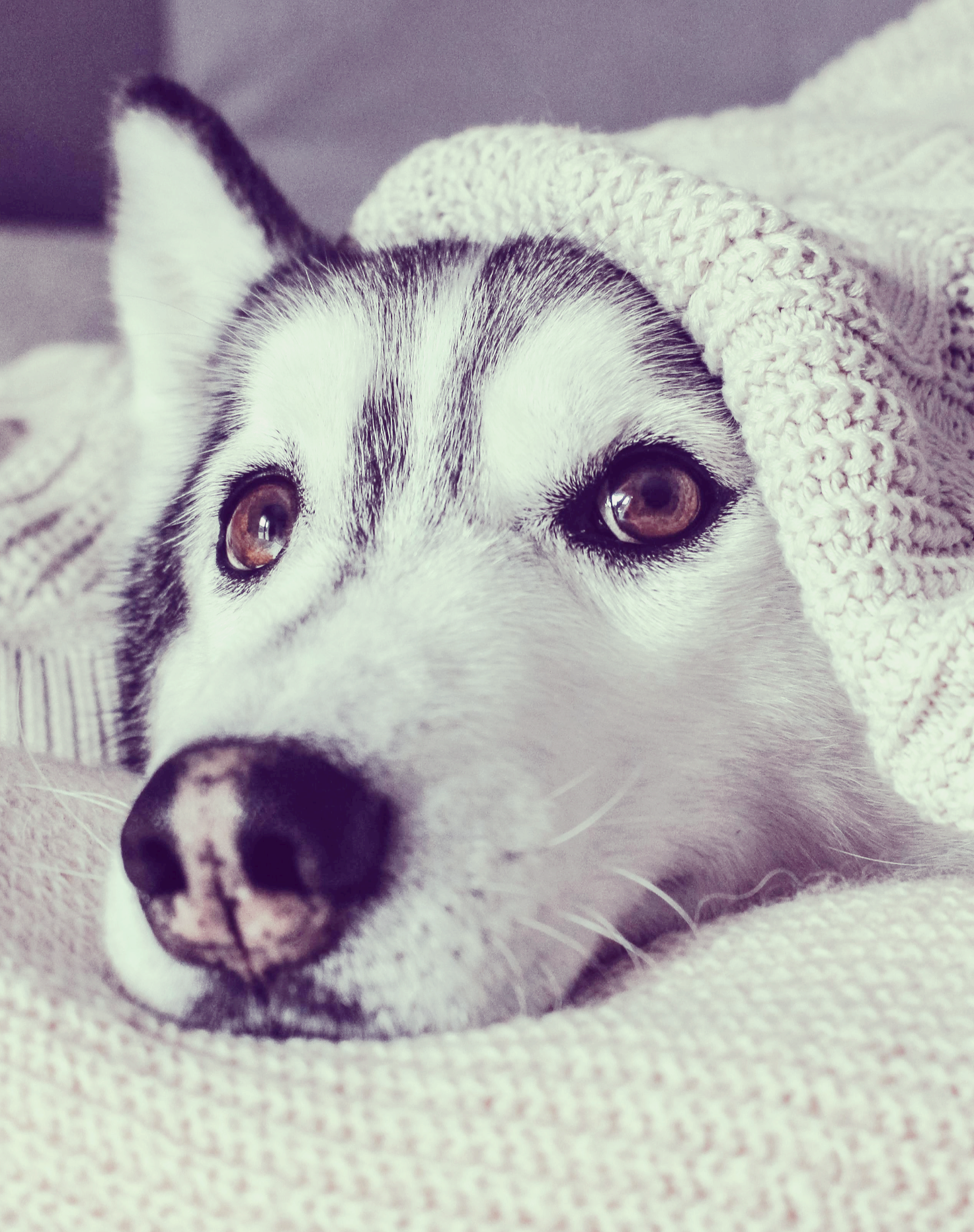 강아지&middot;고양이를 위협하는 &lsquo;저주파 진동 공포&rsquo;를 이해하는 전문 가이드