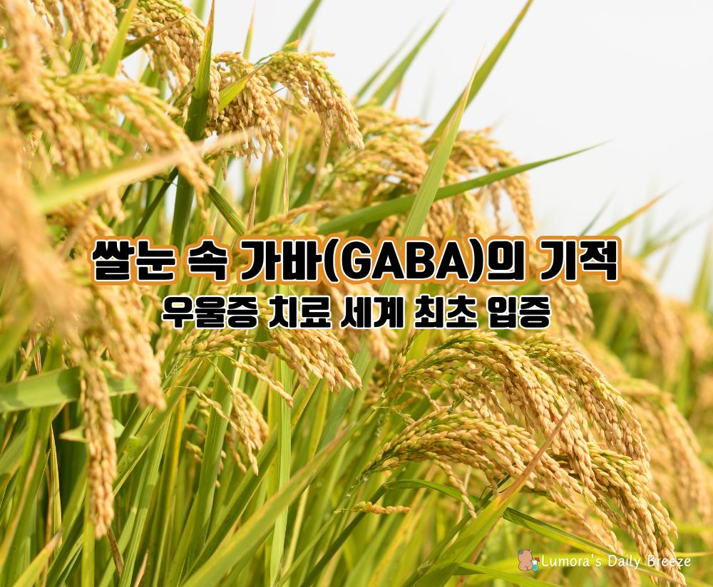 쌀눈속 GABA를 활용하여 인체실험 결과 우울증 치료에 긍정적인 효과.가바의 정보.