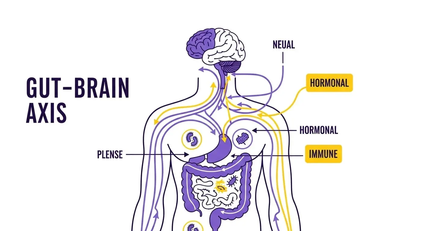 장과 뇌가 미주신경, 신경전달물질, 면역 체계를 통해 긴밀하게 연결되어 있음을 보여주는 인포그래픽. '장-뇌 축'의 상호작용을 나타냄.