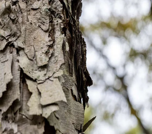 신구대학교식물원
