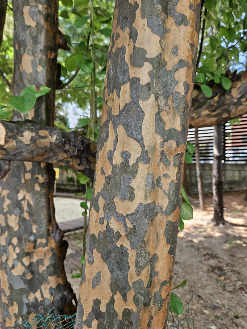 모과나무 수피1