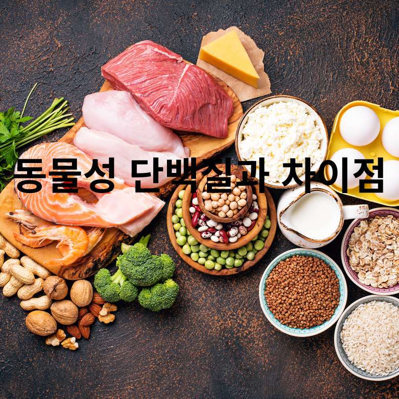 식물성 단백질 식품 총정리