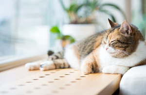 양지바른 고양이