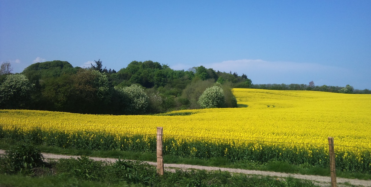 매실청 숙성기간