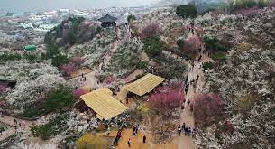 제23 회 광양매화 축제 기본 일정 및 프로그램 그리고 2024 신춘 음악회 공연 일정과 티켓팅 예매 방법