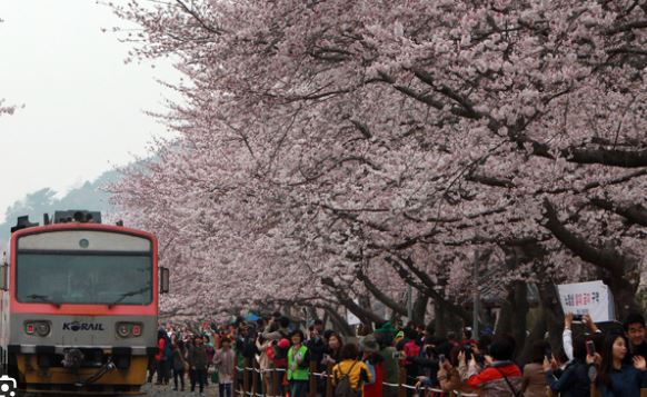 창원 벚꽃 