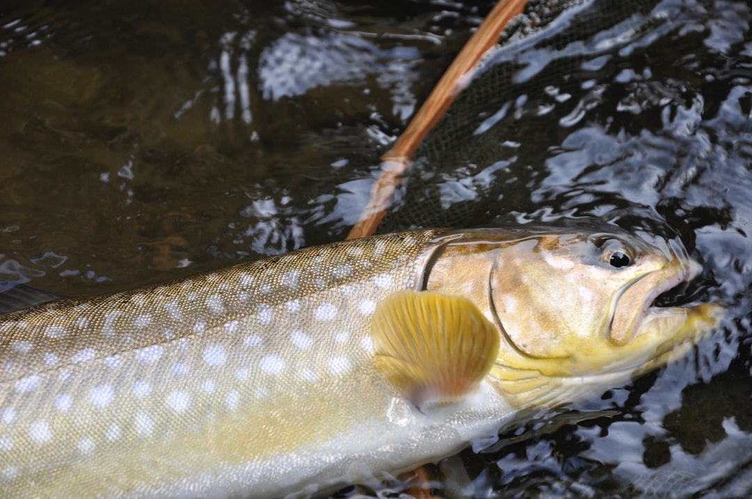 Trout