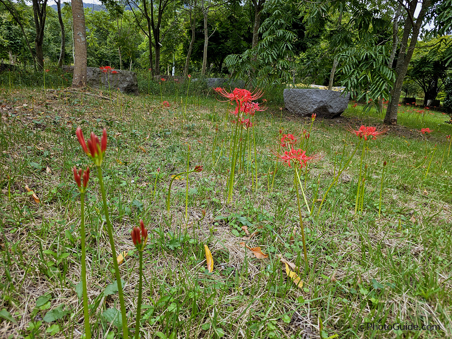 영광군 불갑산 상사화축제 2024