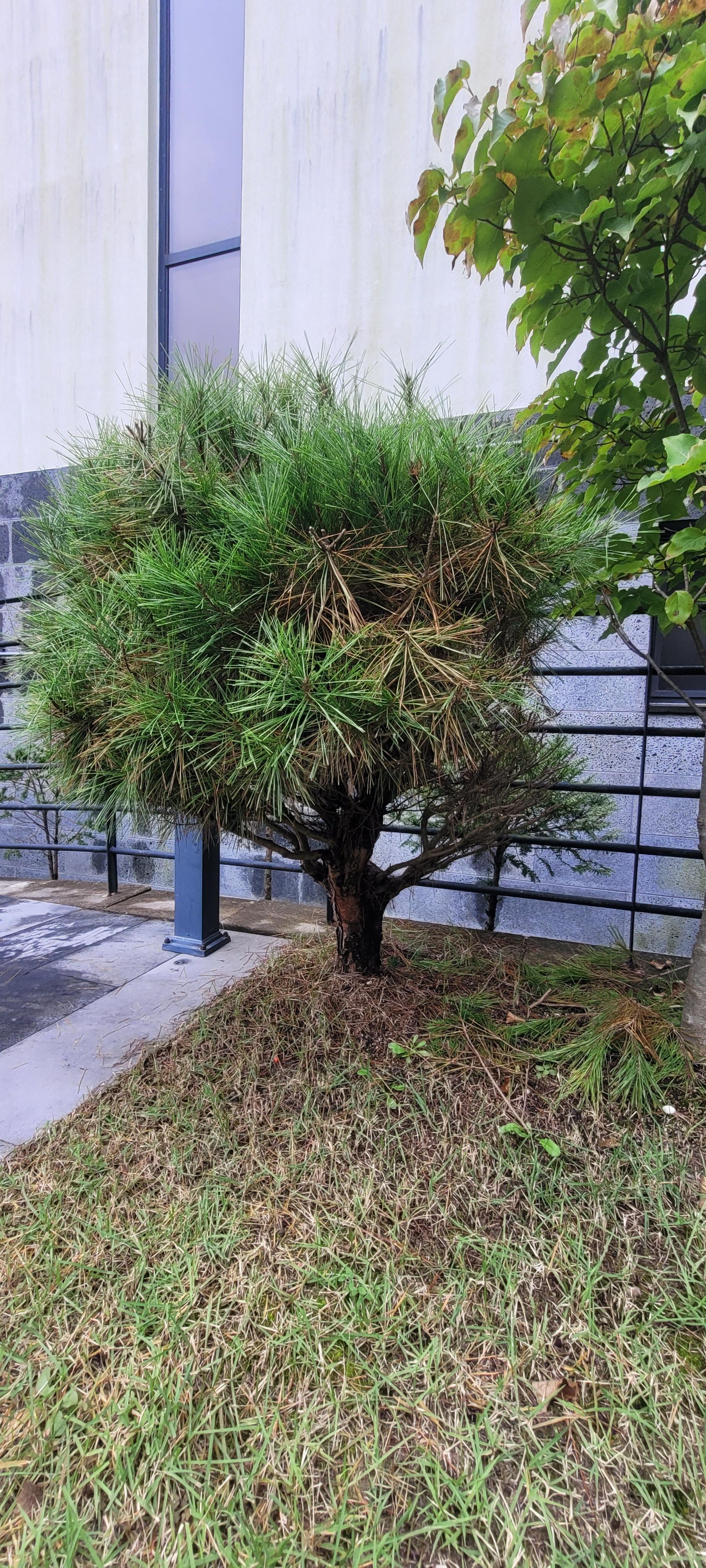 단독주택 정원 나무